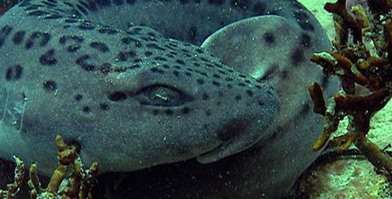 Descrierea pisicilor de rechini, culoare, fotografie