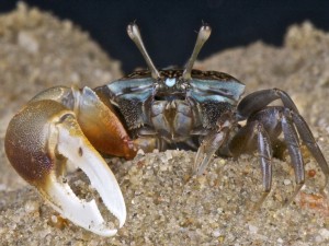 Descrierea speciilor și conținutului de craburi de acvariu