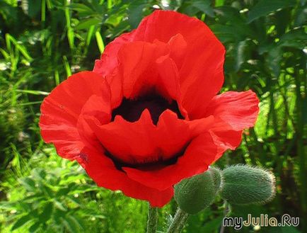 Scarlet Virág Kultúra - Női Social Network