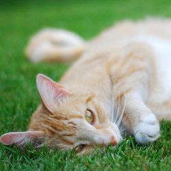 Алергія у кішок (лікування гомеопатією) - все про котів і кішок з любов'ю