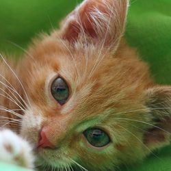 Allergia macskák (kezelés a homeopátia) - szól macskák és macskák szeretettel