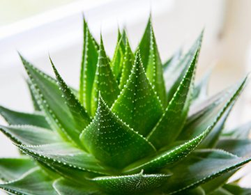 Aloe îngrijirea plantelor acasă
