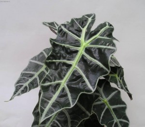 Alocasia îngrijire la domiciliu, reproducere, proprietăți medicinale