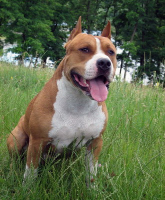 Amerikai Staffordshire Terrier