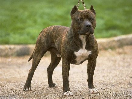 Amerikai Staffordshire Terrier