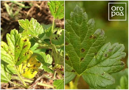 Antracnoza fotografie și descrierea bolii, ce și cum să trateze plantele, gradina ()