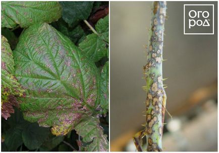 Antracnoza fotografie și descrierea bolii, ce și cum să trateze plantele, gradina ()