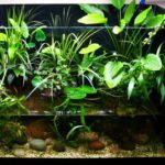 Anubias - Akvárium - blog akvarista (Anubias nana) Anubias - Akvárium - blog akvarista