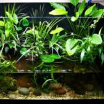 Anubias - Acvariu - Blog de acvariu