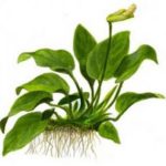 Anubias - Acvariu - Blog de acvariu