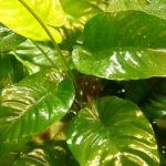 Anubias - Akvárium - blog akvarista