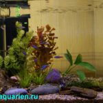 Anubias - Akvárium - blog akvarista