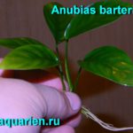 Anubias - Akvárium - blog akvarista