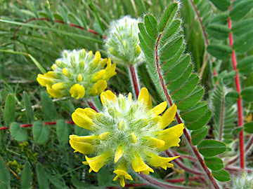 Astragalus floare de lână, cartea de sănătate