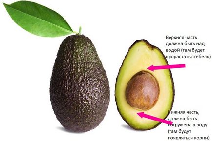 Avocado cresc casele posibile