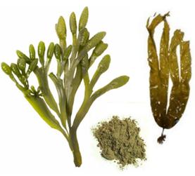 Bada nsp kelp (kelp) - manual de utilizare, preț, comandă de utilizare