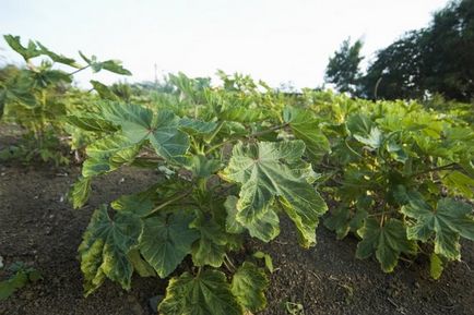 Бамія - вирощування з насіння в середній смузі і Підмосков'ї, на грядці ()