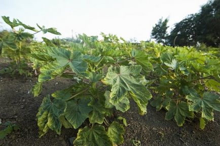 Okra - egyre nagyobb a magok a középső sávban, és a külvárosban, a kertben ()