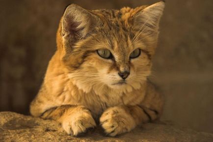 Барханний або піщаний кіт, фото