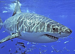 Біла акула, чорна акула, китова акула - хижі звірі лісу