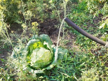 Білокачанна капуста особливості вирощування у відкритому грунті, домсадовніка