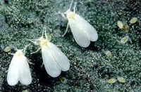 Whitefly privind descrierea plantelor, simptome de înfrângere, metode de luptă