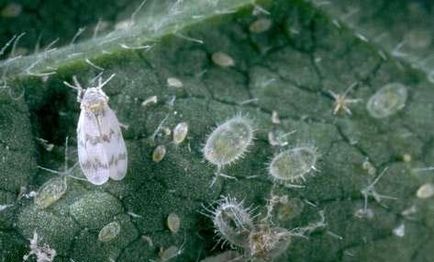 Whitefly - motivele apariției și metodelor de luptă