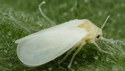 Whitefly - motivele apariției și metodelor de luptă