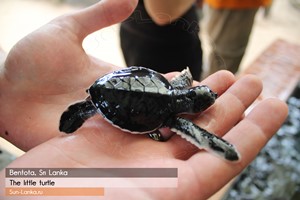 Bentota (bentota), plaje din Sri-lanka, fotografie, râu