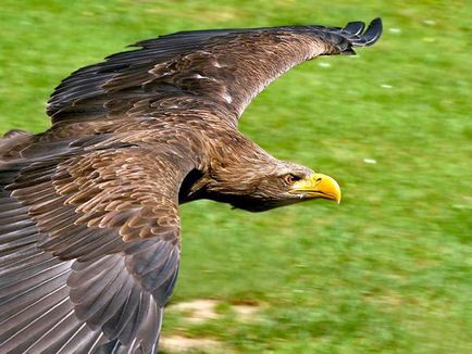 Беркут, орел-беркут (aquila chrysaetos), ареал беркута середовище проживання, розмноження поведінку корм