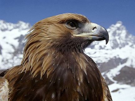 Vultur de vultur, vultur de vultur (aquila chrysaetos), habitat de vultur auriu, comportament de reproducere, hrană pentru animale