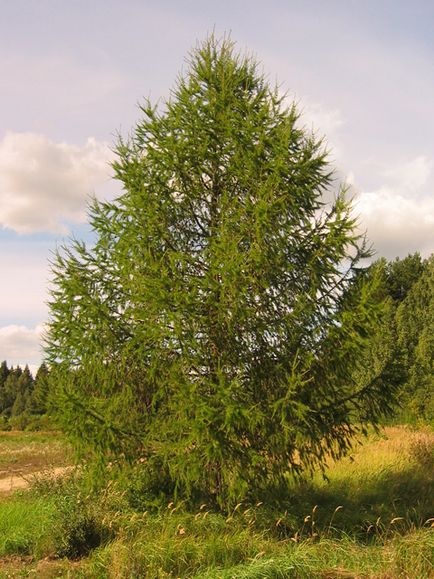 Arbor din zada - lambriuri, garduri, case de tara, case din lemn, case, vile - alegeti