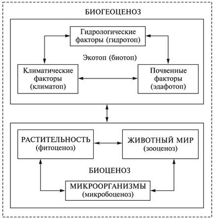 Біогеоценоз і екосистема