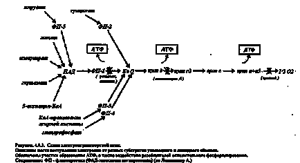 Oxidarea biologică - stadopedia