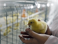 Planul de afaceri al unei ferme de păsări cum să creeze și să înceapă o afacere