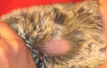 Bolhák csincsilla leírás, a kimutatás módszereiről, kezelési módszerek, a veszély, hogy az állat, a feldolgozó (csincsilla) Bolhák csincsilla leírás, a kimutatás módszereiről, kezelési módszerek, a veszély, hogy az állat, a feldolgozási