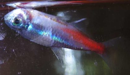 Boli ale neonului sau semne plifioforale de tratare a simptomelor foto, pește de acvariu