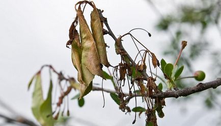 Boli ale arborilor de grădină și arbuști fotografie și tratarea bolilor de fructe și culturi de boabe