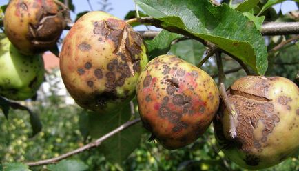 Boli ale arborilor de grădină și arbuști fotografie și tratarea bolilor de fructe și culturi de boabe