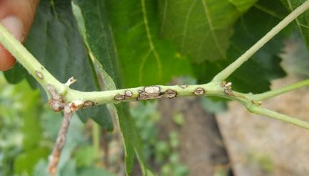 Boli ale arborilor de grădină și arbuști fotografie și tratarea bolilor de fructe și culturi de boabe