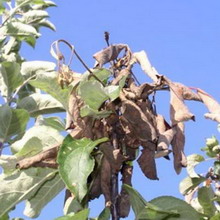 Boli ale arborilor de grădină și arbuști fotografie și tratarea bolilor de fructe și culturi de boabe