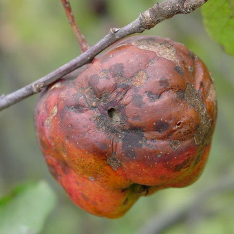 Boli ale arborilor de grădină și arbuști fotografie și tratarea bolilor de fructe și culturi de boabe