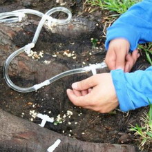 Boli ale arborilor de grădină și arbuști fotografie și tratarea bolilor de fructe și culturi de boabe