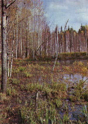 Marsh és mocsári erdők