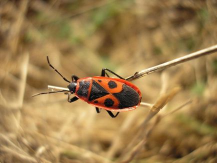 Combaterea bug-urilor de varza