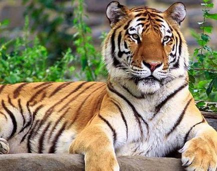 Tigrul din nord este tigrul Amur sau Ussuri
