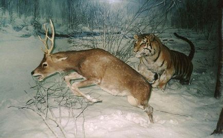 Cамий північний тигр - амурський або уссурійський тигр