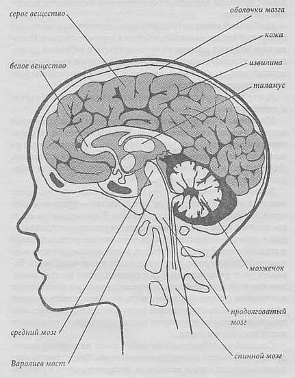A központi idegrendszer, az agy és a gerincvelő
