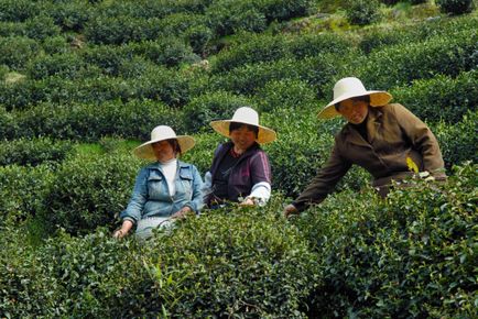 Tradițiile de ceai din China, miterater