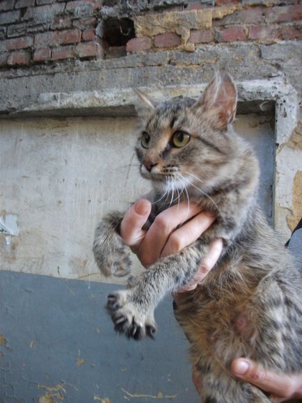 Cseljabinszk Állatvédelmi portál - túlzott igény, a macska és a kölykeivel vak